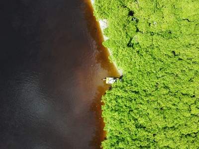 O mangue e a água escura do rio, vistos de cima