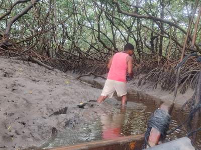 O pescador trabalhando na lama, entre as raízes do mangue