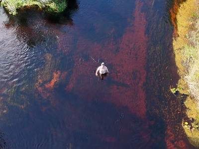 O rio cor de chá correndo entre a restinga